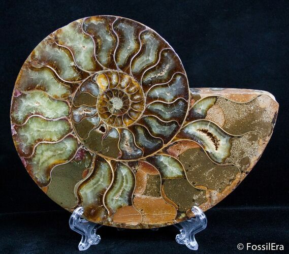 Inch Split Ammonite (Half) #2644